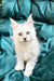 Adorable White Fluffy Maine Coon Kitten, Meet Elefant with Bright Eyes and Pointed Ears