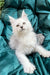 White fluffy Maine Coon kitten Elefant with alert eyes and perked ears