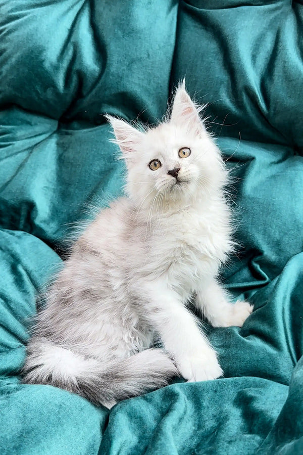 Fluffy white Maine Coon kitten Elefant with bright eyes ready to steal your heart