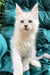 Adorable Maine Coon kitten named Elefant with fluffy white fur and golden eyes