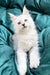 White fluffy Maine Coon kitten with bright eyes and perky ears, perfect for cuddles