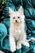 Fluffy Maine Coon kitten with pointed ears and alert eyes, named Elefant