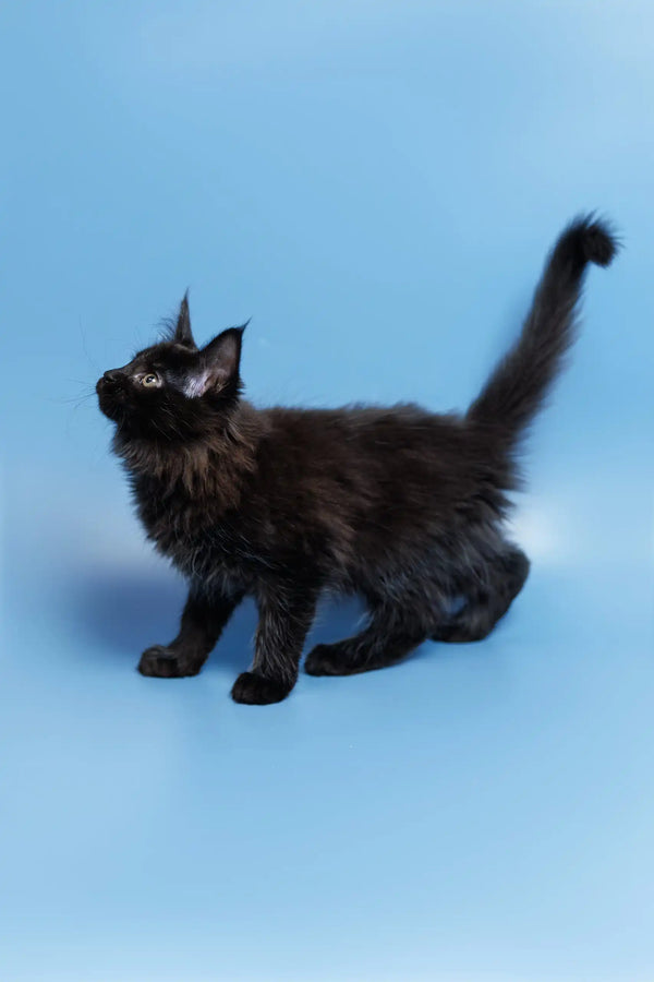 Adorable Black Maine Coon kitten named Elena looking playful and curious