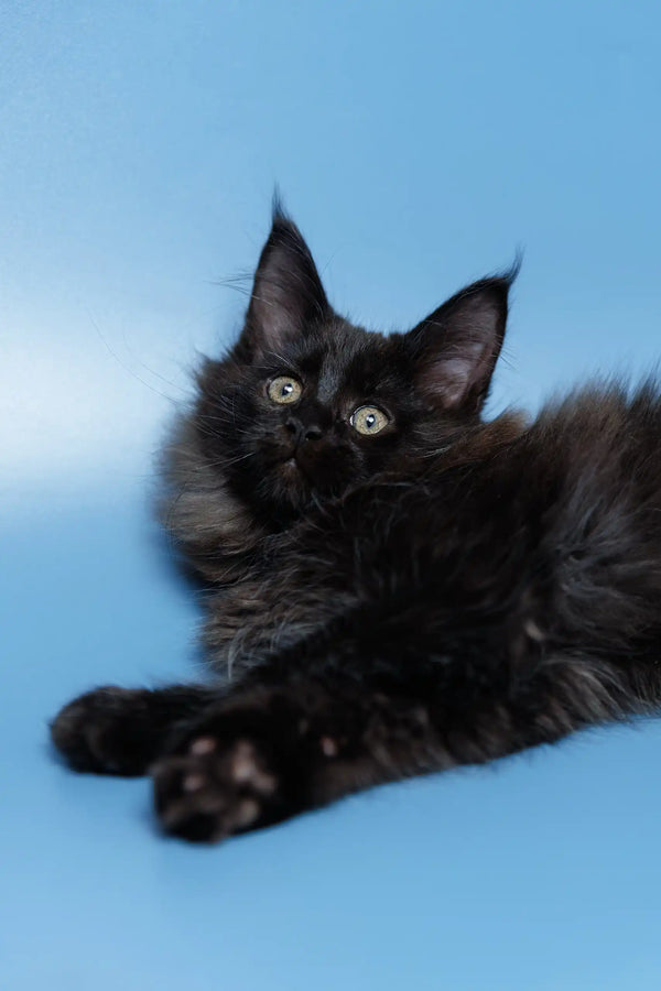 Adorable Black Maine Coon kitten named Elena ready for cuddles and fun