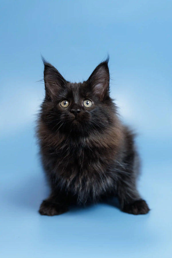 Black Maine Coon kitten Elena looking adorable and playful in a cozy setting