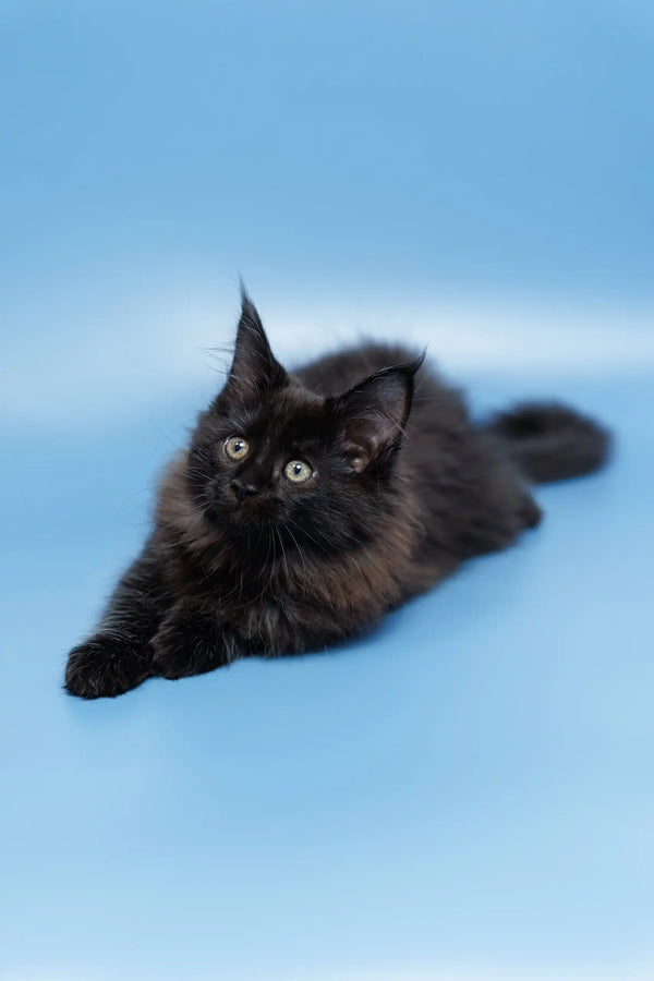 Cute Black Maine Coon Kitten named Elena looking playful and fluffy