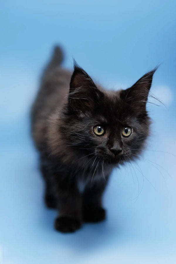 Black Maine Coon kitten named Elena playing and looking adorable in a cozy setting