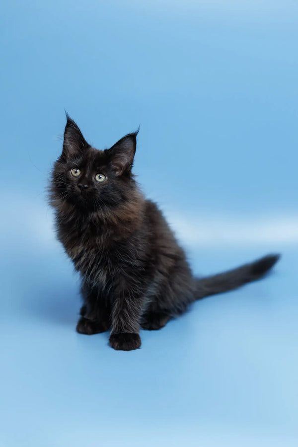 Cute Black Maine Coon kitten named Elena, perfect addition to your family!