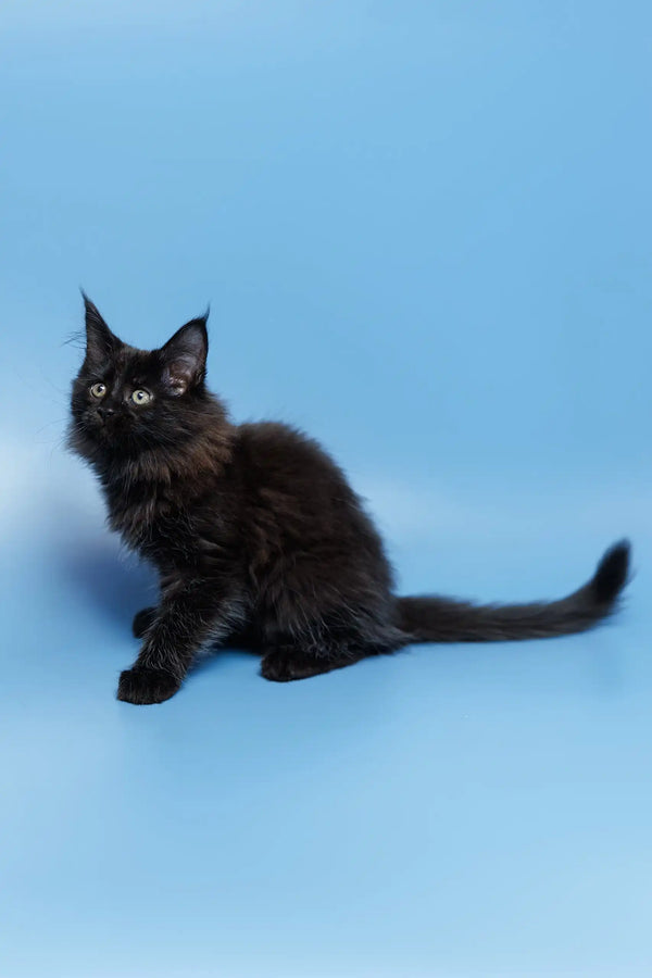 Fluffy black Maine Coon kitten named Elena looking adorable and playful
