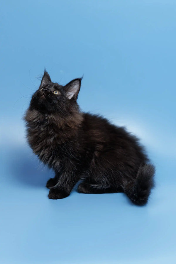 Fluffy black kitten Elena from Maine Coon looking up with big curious eyes