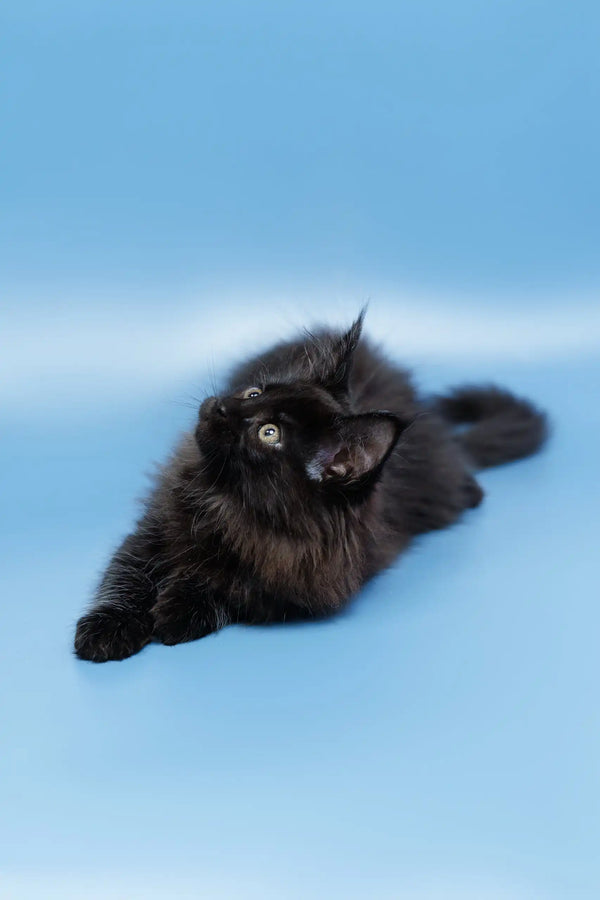 Fluffy black cat lounging, perfect for showcasing Elena the Maine Coon Kitten