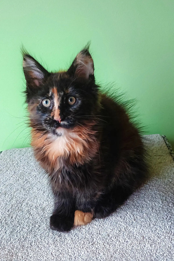 Adorable Calico Maine Coon kitten from Elenya | Maine Coon Kitten collection