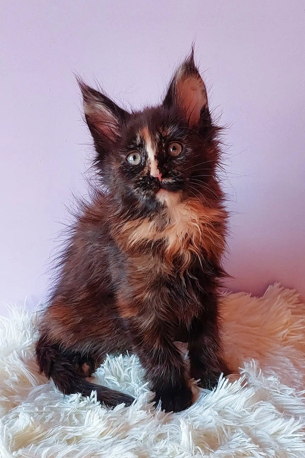 Adorable Calico Maine Coon kitten in Elenya product showcasing its fluffy cuteness