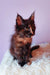 Fluffy tortoiseshell Maine Coon kitten from Elenya, the adorable companion you need