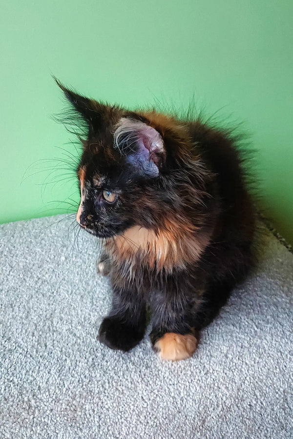 Fluffy tortoiseshell Maine Coon kitten from Elenya Maine Coon Kitten collection