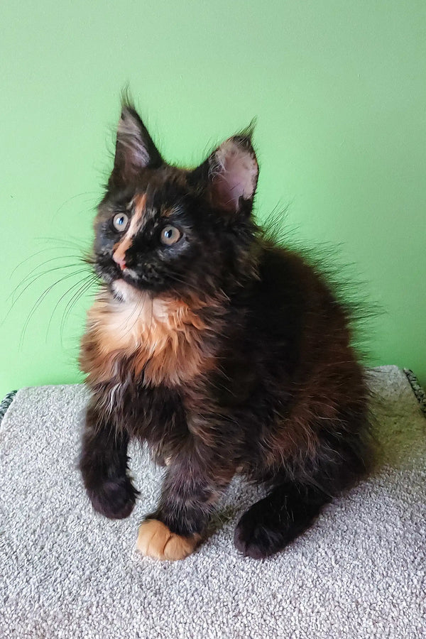 Fluffy tortoiseshell Maine Coon kitten from Elenya Maine Coon Kitten collection