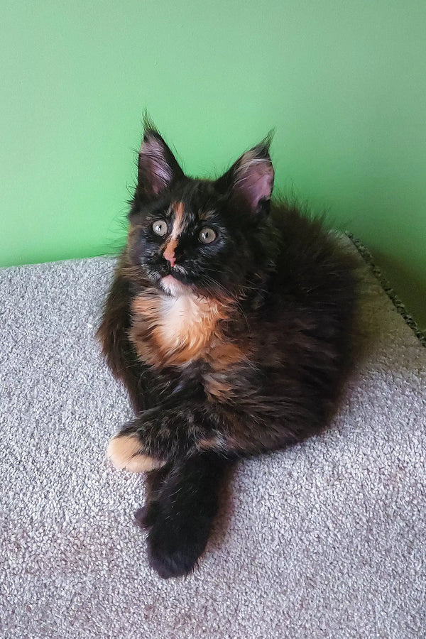 Fluffy tortoiseshell Maine Coon cat in Elenya Maine Coon Kitten product display