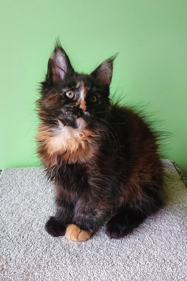 Fluffy tortoiseshell Maine Coon kitten named Elenya looking adorable and playful