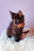 Cute Tortoiseshell Maine Coon kitten named Elenya, perfect for pet lovers