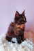 Adorable Tortoiseshell Maine Coon kitten named Elenya in a cozy setting