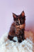 Cute Tortoiseshell Maine Coon kitten from Elenya, perfect for your home