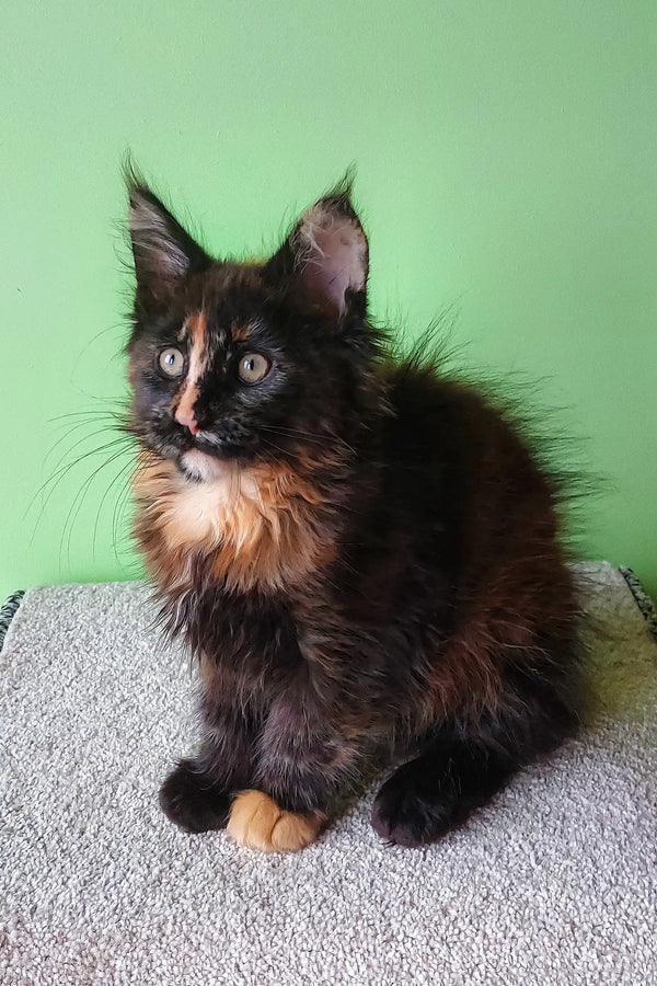 Tortoiseshell Maine Coon kitten Elenya looking adorable and fluffy in this product image