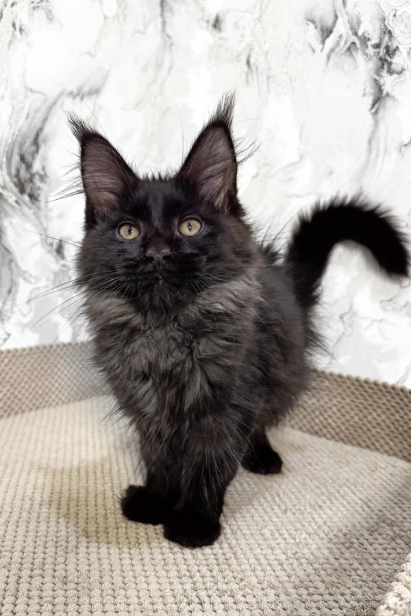 Black Maine Coon kitten from the Eleon collection, perfect for your home