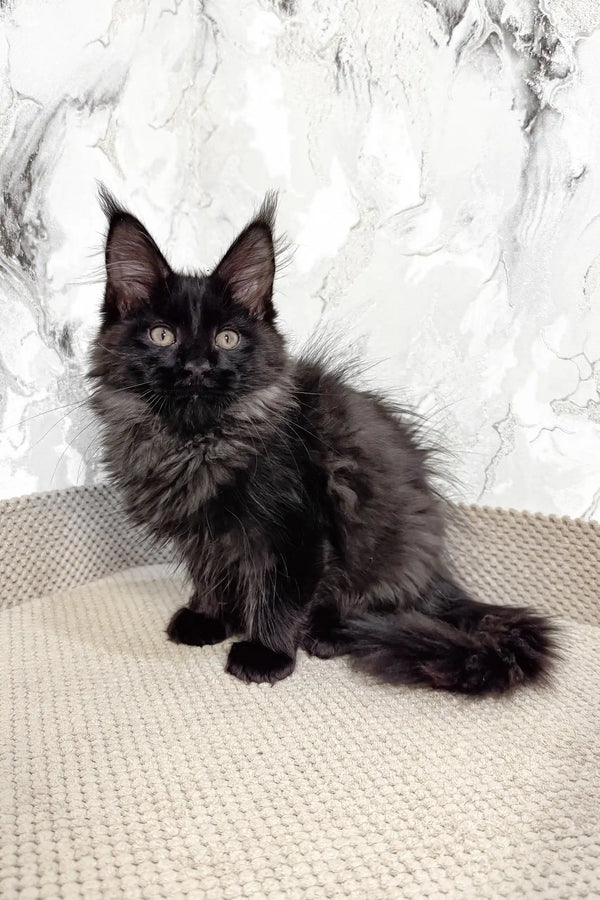 Black Maine Coon kitten from Eleon, perfect for cozy cuddles and playful moments