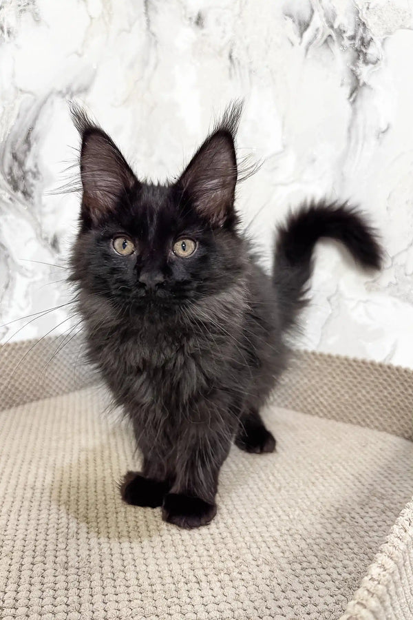 Cute Black Maine Coon kitten featured in Eleon Maine Coon Kitten product