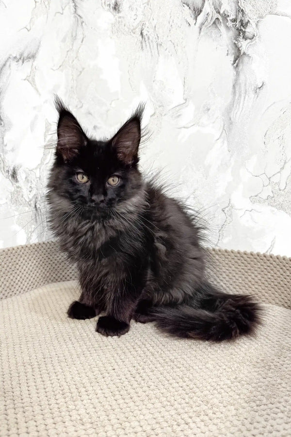 Cute Black Maine Coon kitten from the Eleon product line, ready to steal hearts!