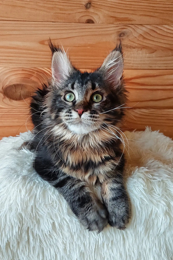 Eleonora | maine coon kitten