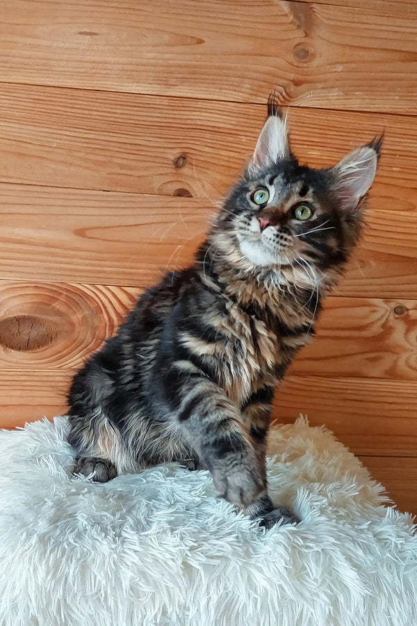 Eleonora | maine coon kitten