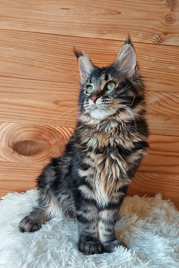 Eleonora | maine coon kitten