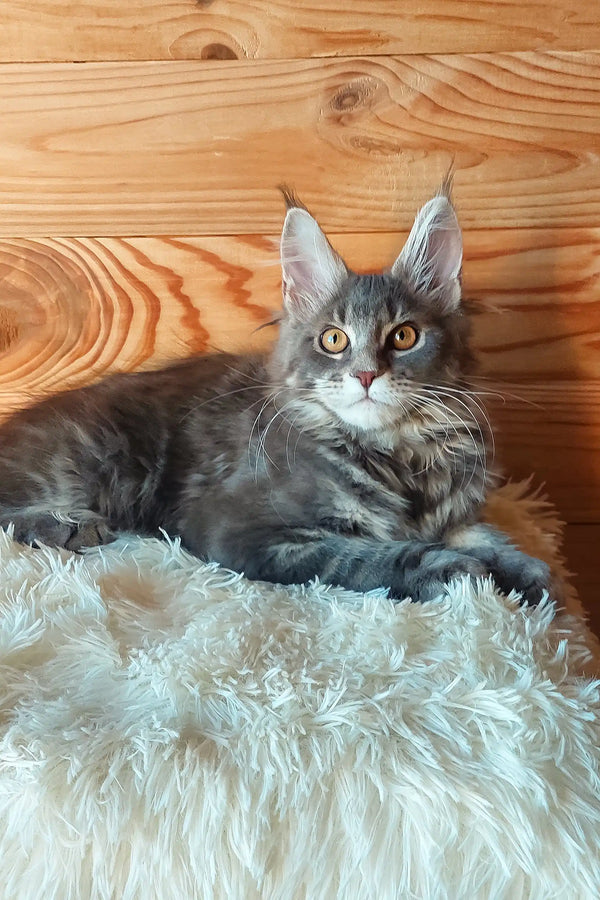 Eley | maine coon kitten