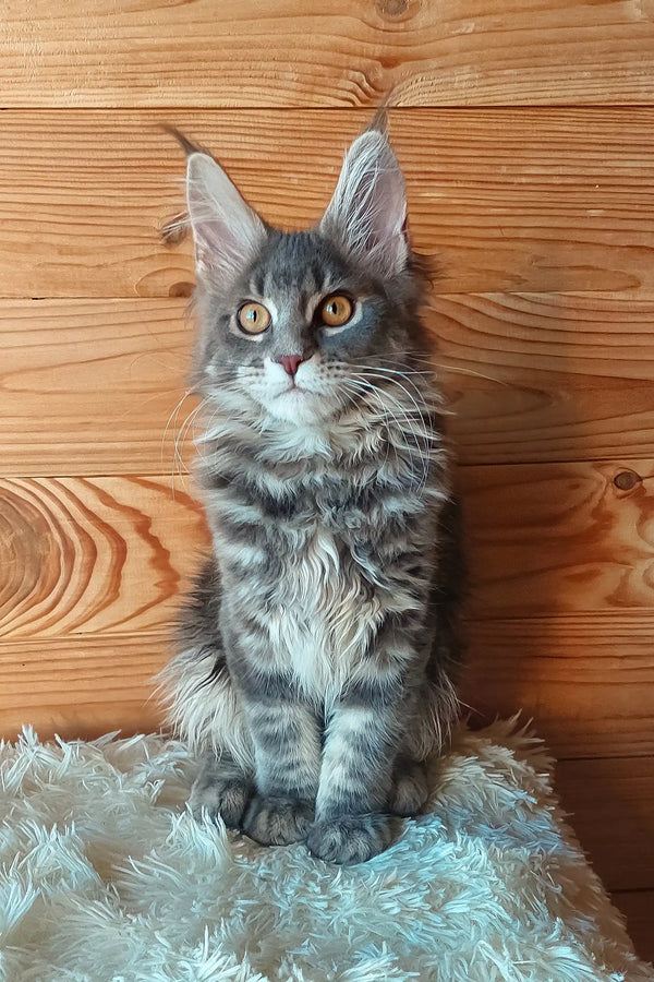 Eley | maine coon kitten