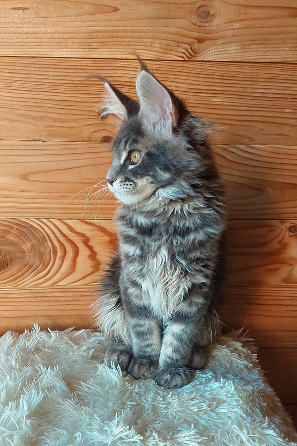 Eley | maine coon kitten