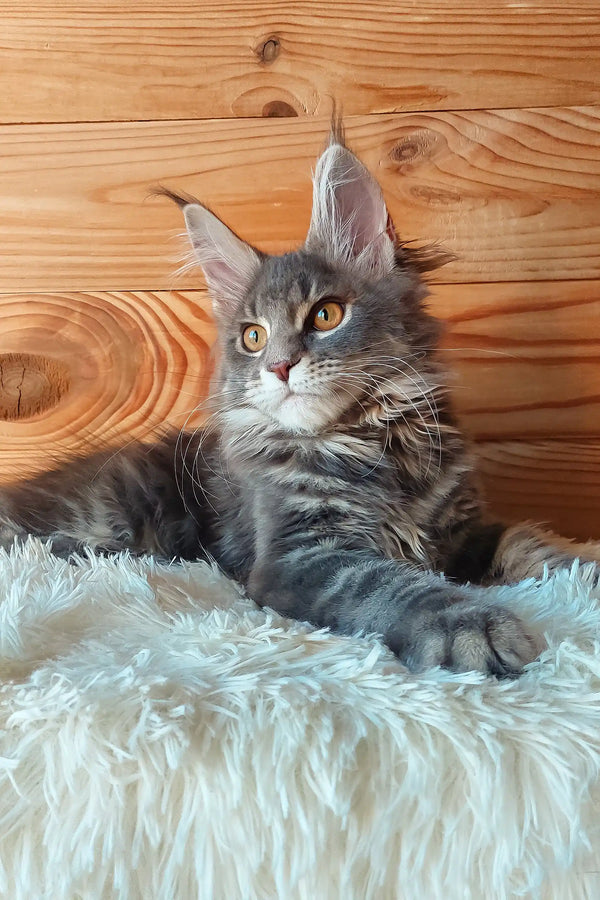 Eley | maine coon kitten