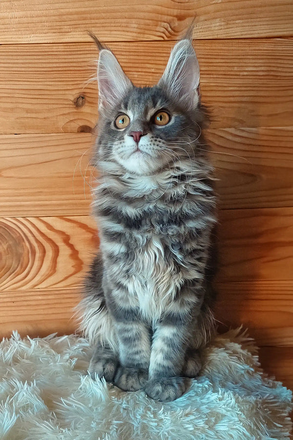 Eley | maine coon kitten