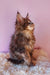 Fluffy Maine Coon kitten in Eley’s Maine Coon Kitten product display