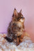 Fluffy brown Maine Coon kitten lounging cutely by the Eley Maine Coon Kitten product