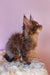 Fluffy gray Maine Coon kitten from Eley Maine Coon Kitten product collection