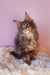 Fluffy gray Maine Coon kitten product Eley featuring an adorable little furball