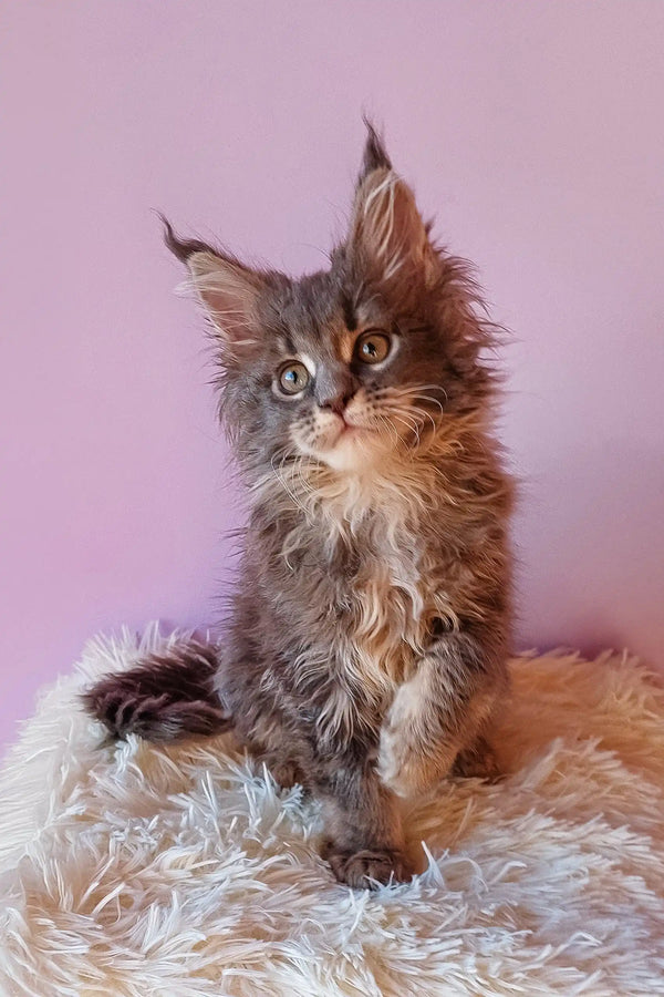 Gray Maine Coon kitten Eley perfect for cuddles and playful moments