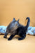 Fluffy black Maine Coon kitten stretching with tail raised, ready for fun