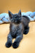 Gray fluffy Maine Coon kitten Elias lying on stomach, alert ears, and bright eyes