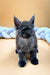 Gray fluffy Maine Coon kitten with pointed ears and a serious expression