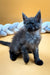 Gray fluffy Maine Coon kitten sitting upright with alert ears and bright eyes