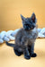 Fluffy gray Maine Coon kitten with pointed ears sitting upright, looking adorable