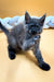 Gray Maine Coon kitten with fluffy fur and alert expression, perfect for cat lovers