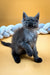 Gray fluffy Maine Coon kitten sitting upright with a curious, alert expression